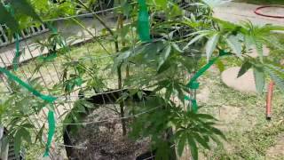 Outdoor grow 2017 part 2