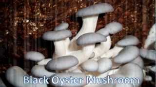 Oyster Mushroom Cultivation