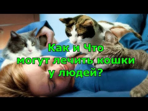 Как и Что могут лечить кошки у людей.