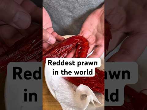 Reddest Prawn In The World