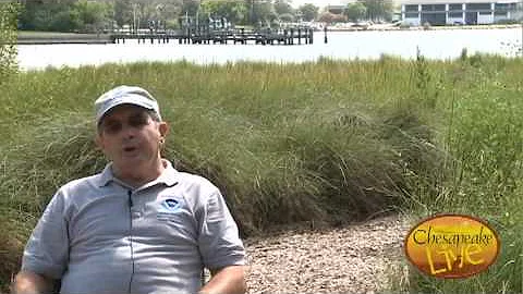 Chesapeake Live: Walter Priest Interview