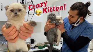 Озорные шотландские вислоухие котята, братья и сестры! 😍 #TheVet