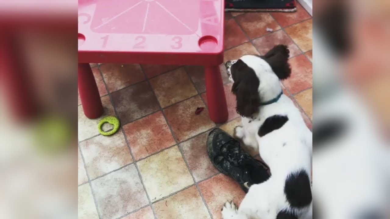 Dog Loses His Mind Searching For Treats YouTube