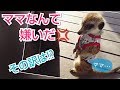 ミーアキャット　ご機嫌斜めの真相は？？