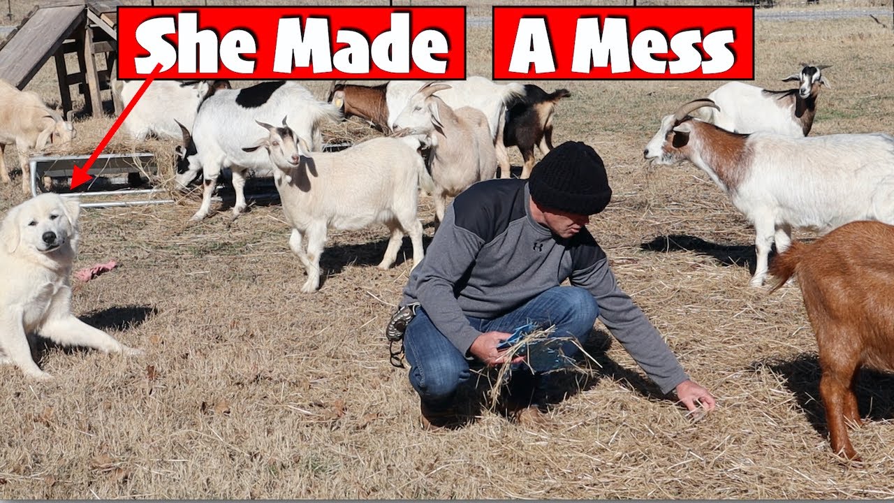Goat Tour Feeding Kiko Goats LGD Made A Mess YouTube