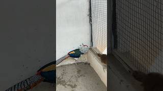 Lady pheasant ka breeding season start ho gia kis ko chaia #birdsaviaries #LadyPheasant