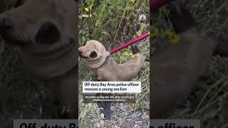 Off-duty Bay Area police officer rescues a young sea lion