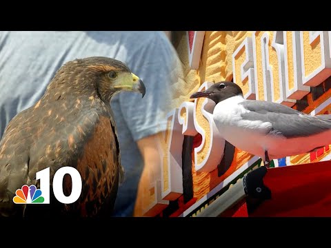 Sky Wars: Town Recruits Falcons, Hawks and Owls to Combat 'Aggressive' Gulls | NBC10 Philadelphia