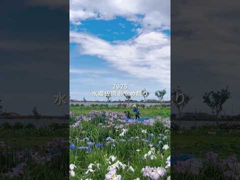 水郷と花菖蒲が織りなす絶景! #水郷佐原あやめパーク #花菖蒲 #おでかけスポット#水郷 #花巡り#サッパ舟 #千葉 #千葉旅行 #2025#chiba #travel #絶景