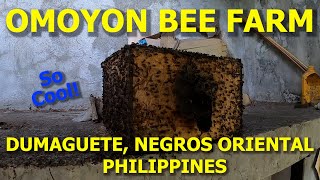 Inside the Fascinating World of Omoyon Bee Farm