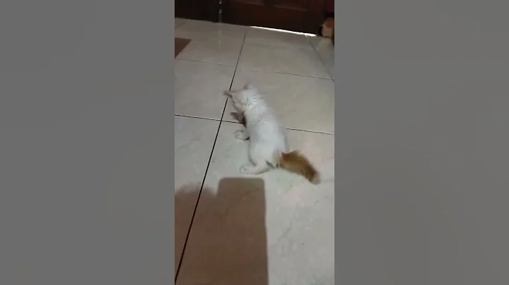 Video 539711: kitten persia, kitten maine