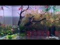 물멍이좋아 24시 라이브 🐠 구피와친구들👀