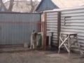 Dancing russian dog you must see it