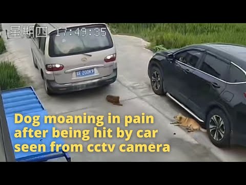 Dog moaning in pain after being hit by a car seen from cctv camera