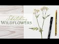 Sketching Widlflowers | Draw a stem of Cow Parsley (or Queen Anne's Lace) in Pen and Watercolour