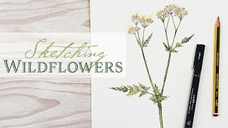 Sketching Widlflowers | Draw a stem of Cow Parsley (or Queen Annes Lace) in Pen and Watercolour