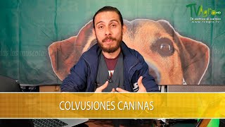 Convulsiones en Caninos  TvAgro por Juan Gonzalo Angel Restrepo