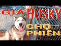 Đi Chợ Phiên hỏi GIá Chó Ngáo HUSKY ,Chó POODLE, PHỐC SÓC và rất nhiều Chó Mèo Cảnh