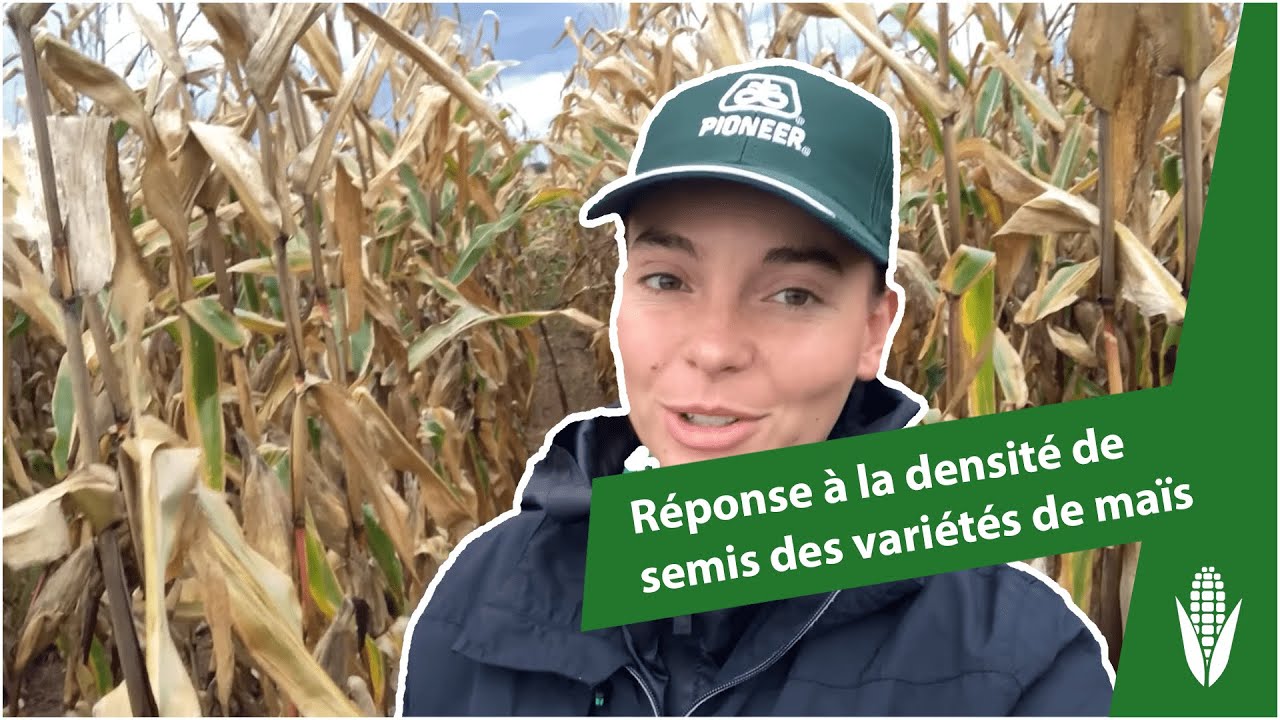 Noémie vous explique la réponse à la densité de semis des variétés de maïs