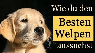 Wie Du Dir Den Besten Welpen Mit Gutem Charakter Aussuchst