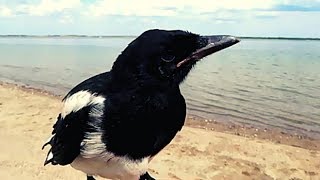 Saving a baby Magpie