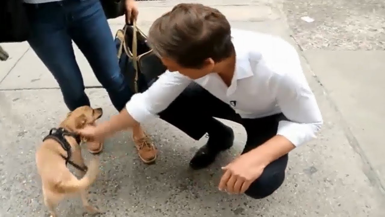 DAVID MUIR and Pupper Love