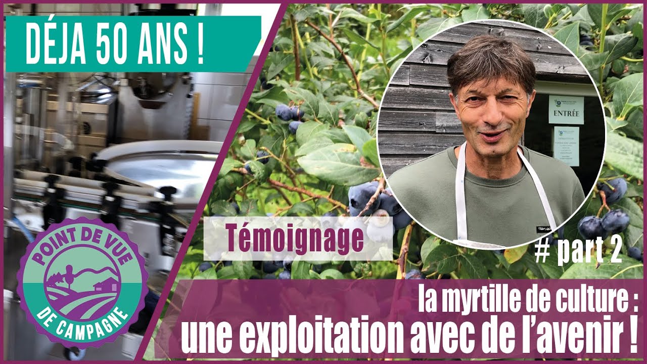 En France depuis 50 ans, la myrtille de culture, une exploitation avec de l’avenir [ part 2 ]