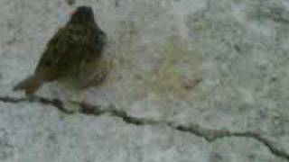 VID 00028 20090831 1834 3GP
