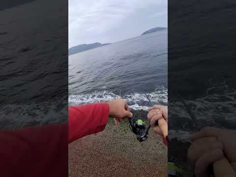 Miniatura do vídeo: Sororoca botou o molinete pra cantar em Niterói-RJ! LINK DA NOS COMENTÁRIOS!