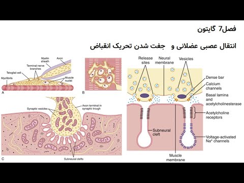 فصل 7 گایتون انتقال عصبی عضلانی دکتر عصایی