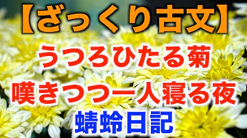 うつろひたる菊 Mp3