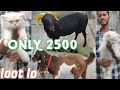 saste Persian kittens available in Hyderabad rampuri menda hyderabadi goat kid banne wala bakra