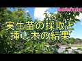 梅の実生苗の採取と挿し木の結果