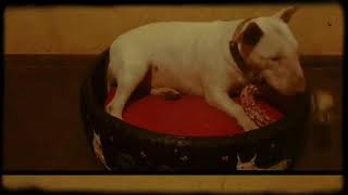 Bull Terrier De Caminha Nova