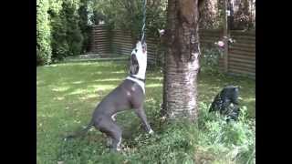Bowser American Pit Bull Terrier Spring Pole , Exercise Fun