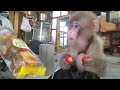メッチャ可愛いお猿たち！Very cute monkey's videos