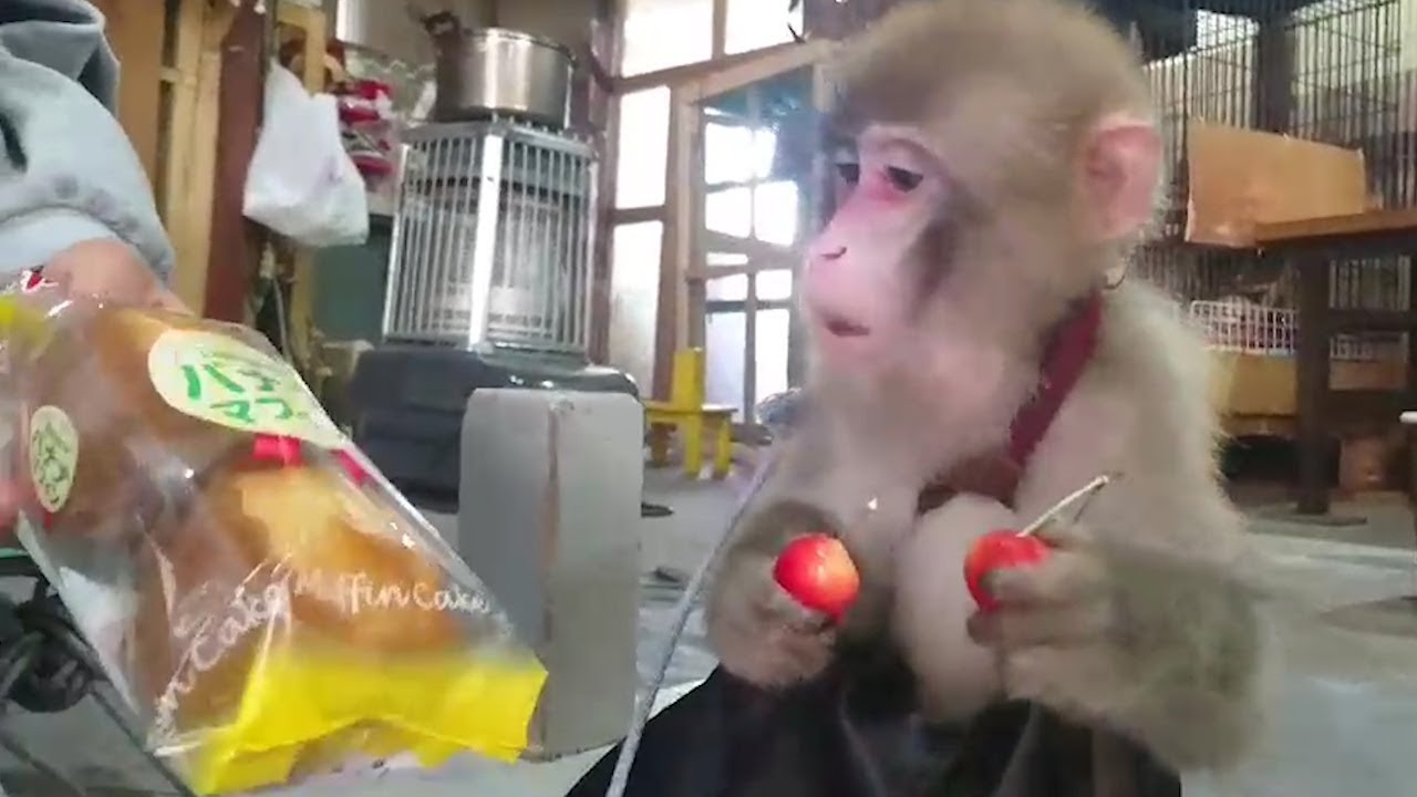 メッチャ可愛いお猿たち Very Cute Monkey S Videos Youtube