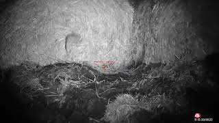 pig farm ratting