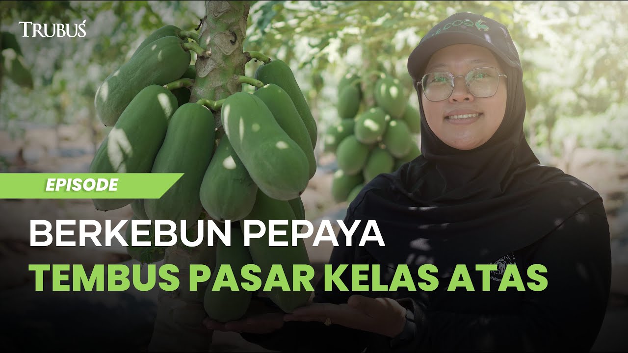 Bisnis Menjanjikan Pepaya
