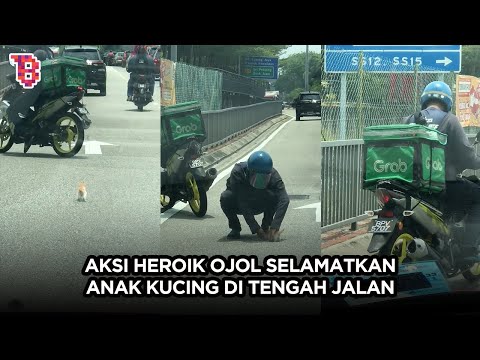 Tuai pujian, aksi heroik driver ojol selamatkan anak kucing yang berkeliaran di jalan raya