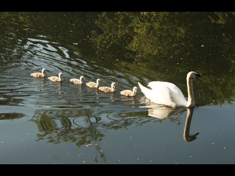 The Swan Family Of Hanwell 