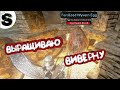 ВЫРАЩИВАЮ ВИВЕРНУ В ИГРЕ ARK: SURVIVAL EVOLVED MOBILE