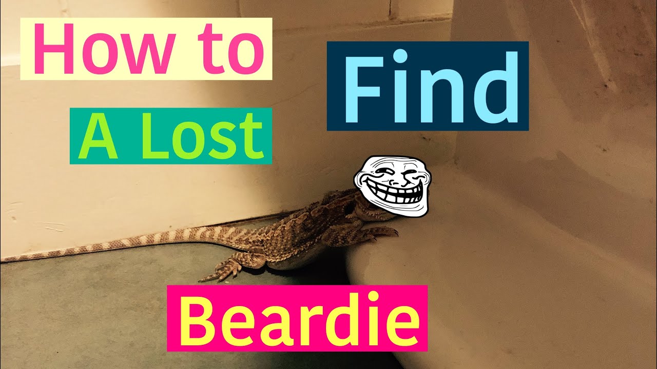 How To Find A Bearded Dragon Lost In Your House