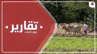 تراجع إنتاج المحاصيل الزراعية يكذب ادعاءات الحوثيين بالاكتفاء الذاتي