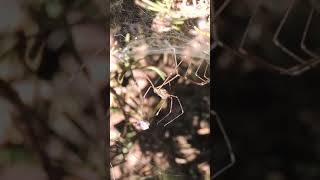 Marbled Cellar Spider Wrapping up a Red Imported Fire Ant for a Meal