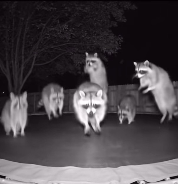 Jumping Racoons Raccoons Jumping On Trampoline #shorts - YouTube
