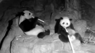 Panda Mama and Cub Enjoying a Peaceful Bamboo Feast 大熊猫 260526