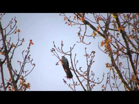 Vroege Vogels - Roep van een koekoek