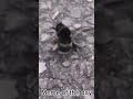 🤣🐝Viral Dancing Bee🐝😂 #bee #dancing #rare #moment #shorts #funny #viralshort #respect #daily #meme