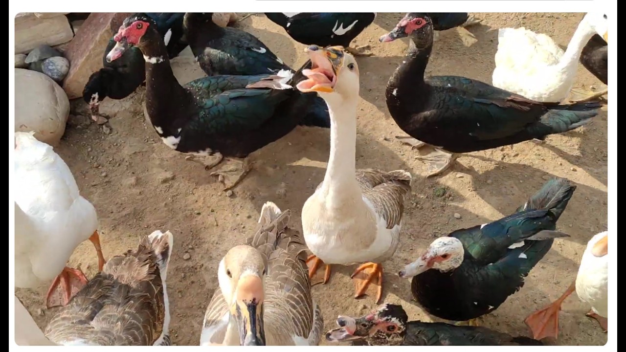 Morning with My Ducks | Feeding Green Fodder & Vegetables 🌿